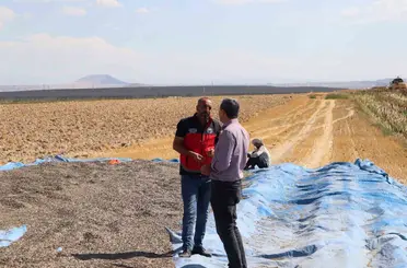Karapınar’da ayçiçeği ve patates hasadı sürüyor
