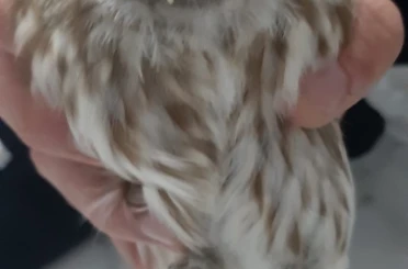 Karapınar’da bulunan yaralı baykuş koruma altına alındı 