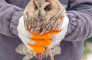 Karapınar’da yaralı baykuş tedaviye alındı 