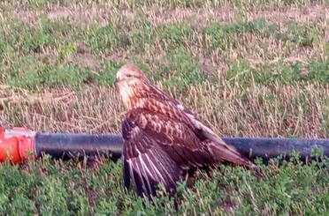Karapınar’da yaralı halde bulunan Kızıl Şahin koruma altına alındı 