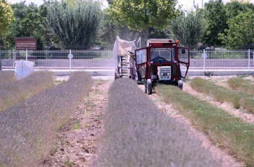 Karatay Lavanta Bahçesi’nde hasat başladı