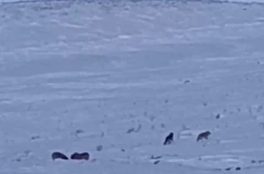 Karayazı’da gündüz vakti kurt saldırısı: Yavru köpek telef oldu 