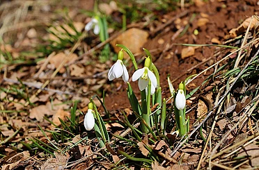 Kardelenler Konya'nın yüksek kesimlerinde görücüye çıktı