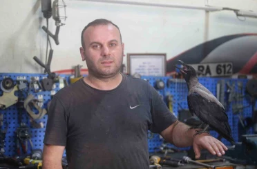 Karga ile tamircinin sıradışı dostluğu...Tamirhanede birlikte çalışıyorlar 