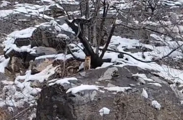 Karlar arasında yiyecek arayan tilki görüntülendi 