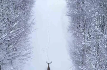 Karların arasında süzülen kızıl geyik havadan görüntülendi 