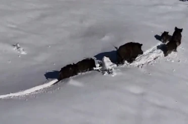 Karlı arazide ilerleyen domuz sürüsü havadan görüntülendi 