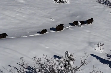 Karlı arazide ilerleyen domuz sürüsü havadan görüntülendi 