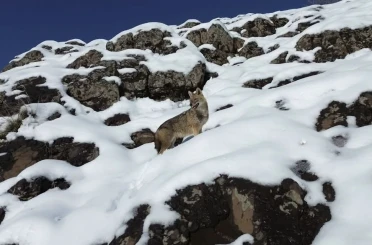 Karlı dağlık alanda yiyecek arayan kurt dronla görüntülendi 