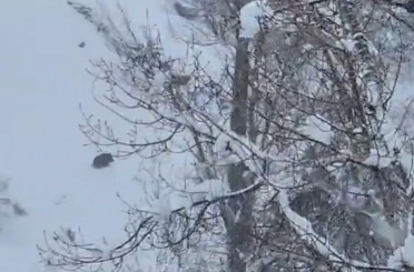 Karlı havada yiyecek arayan yaban domuzu görüntülendi 