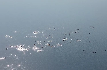Kars Barajı, göçmen kuşların yeni mekan 
