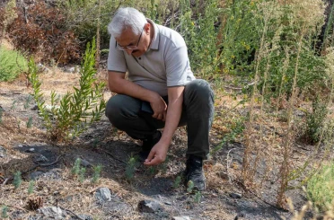 Karşıyaka Yamanlar’da yanan ormanlar yeşeriyor 