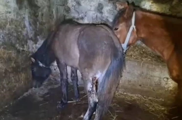 Kars’ta 15 atı ayaklarından vurdular 