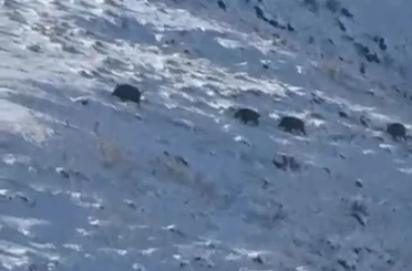 Kars’ta aç kalan yaban domuzları yerleşim yerlerine indi 