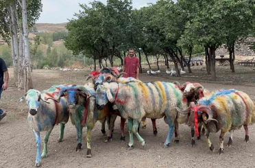 Kars’ta asırlık "koç katım" geleneği renkli görüntülere sahne oldu 