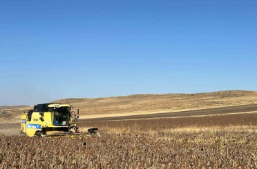 Kars’ta Ayçiçeği hasadı başladı