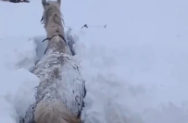 Kars’ta bu kez at kara saplandı 