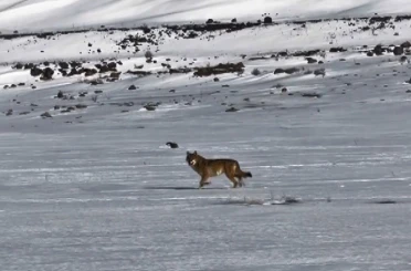 Kars’ta hareket halindeki aracı takip eden kurt kameraya yansıdı 