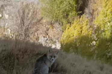 Kars’ta kızıl tilki yiyecek ararken görüntülendi 