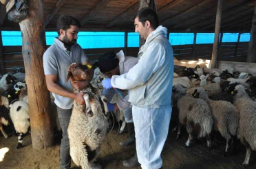 Kars’ta küçükbaş hayvanlara kayıt altına alınıyor 