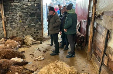 Kars’ta kurt dehşeti: Aç kurtlar 130 koyunu telef etti 