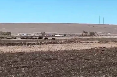 Kars’ta mısır tarlaları domuz sürüsünün istilasına uğradı 