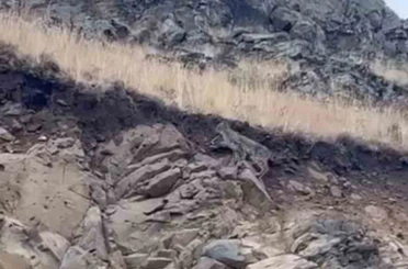 Kars’ta ormanların hayaleti vaşak kameraya yansıdı 