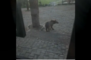 Kars’ta oteller bölgesine inen boz ayıyla vatandaşın diyaloğu gülümsetti 