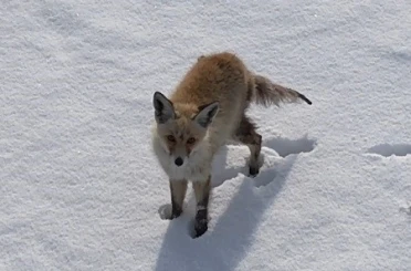 Kars’ta tilkinin dronla imtihanı: Önce baktı, sonra hızla kaçtı 