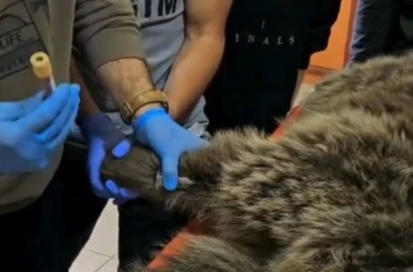 Kars’ta yaralı bozayının tedavisi yapılıyor 