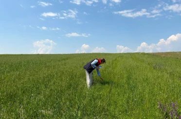 Kars’ta yem bitkileri tespit çalışmaları aralıksız sürüyor 