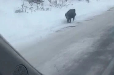 Kars’ta yol kenarında ilerleyen domuz cep telefonuyla kaydedildi 