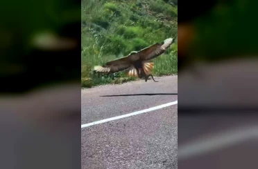 Kartalın nefes kesen yılan avı kamerada 