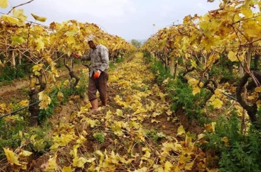 Kartpostallık görüntüler eşliğinde Sarıgöl’de budama çalışmaları sürüyor 