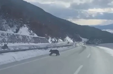 Kastamonu’da ormanlık alanda karda ilerleyemeyen bozayı güldürdü 