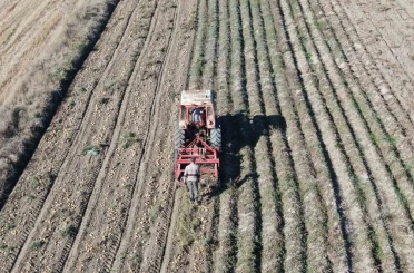 Kastamonu’da patates hasadı sürüyor 