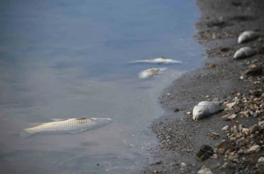 Kastamonu’da su seviyesi düşen barajda ölen balıklar kıyıya vurdu 
