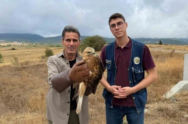Kastamonu’da yaralı halde bulunan şahin tedavi altına alındı 