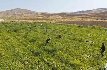 Kavun hasadı üreticinin yüzünü güldürdü: ’Rekolte de kalite de yüksek’
