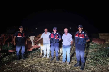 Kayıp büyükbaş hayvan jandarma tarafından bulundu 