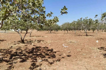 Kayıp kadın bahçede ölü bulundu 