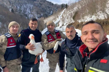 Kayıp kazlar üç gün sonra dere yatağında bulundu 