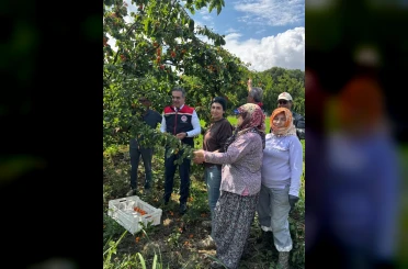Kayısı bahçelerinde hasat başladı 