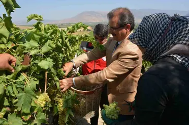 Kaymakam Güldoğan bağa girip üzüm kesti

