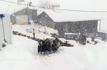 Keçilerin inadı yarım metreyi bulan kara yenilmedi 