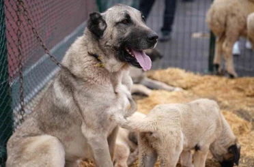 Keçiören’de "Anadolu’ya Açılan Kapı Sivas Günleri" başladı 