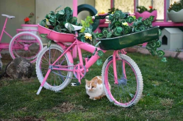 Kedi Bakım Evi örnek hizmet sunuyor 
