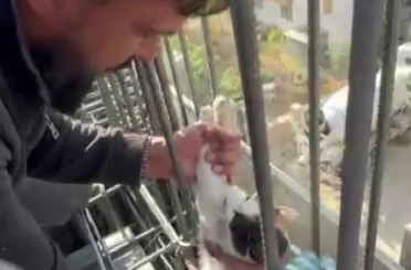 Kedi, dökülen betonun altında kalmaktan son anda kurtarıldı 