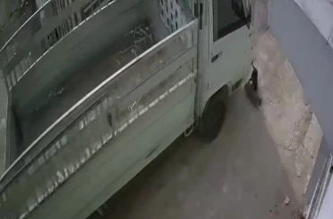 Kedi ezen sürücüye hayvan barınağında çalışma cezası 