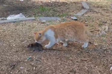 Kedi ile farenin dostluğu şaşırttı